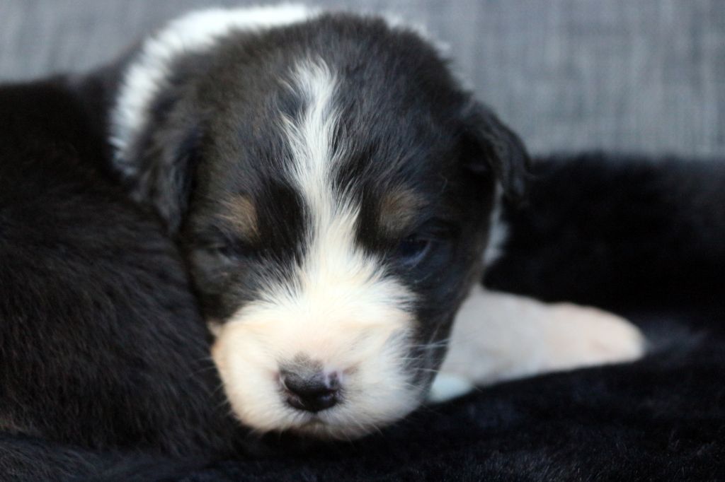 des Gardiens d'Hadès - Chiots disponibles - Berger Australien