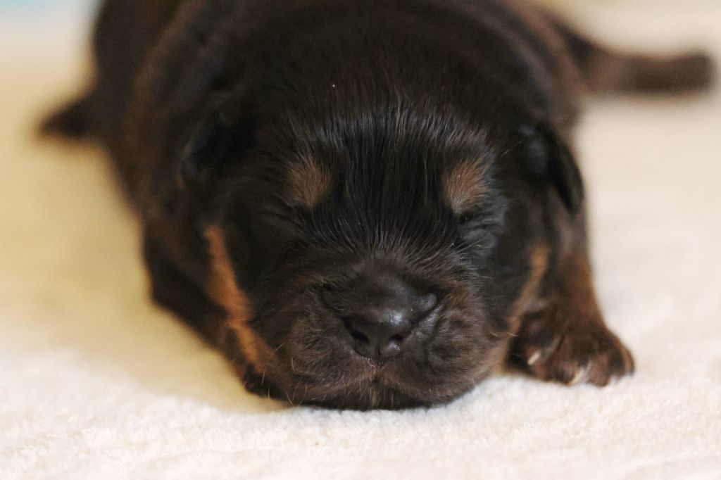 des Gardiens d'Hadès - Chiots disponibles - Berger Australien