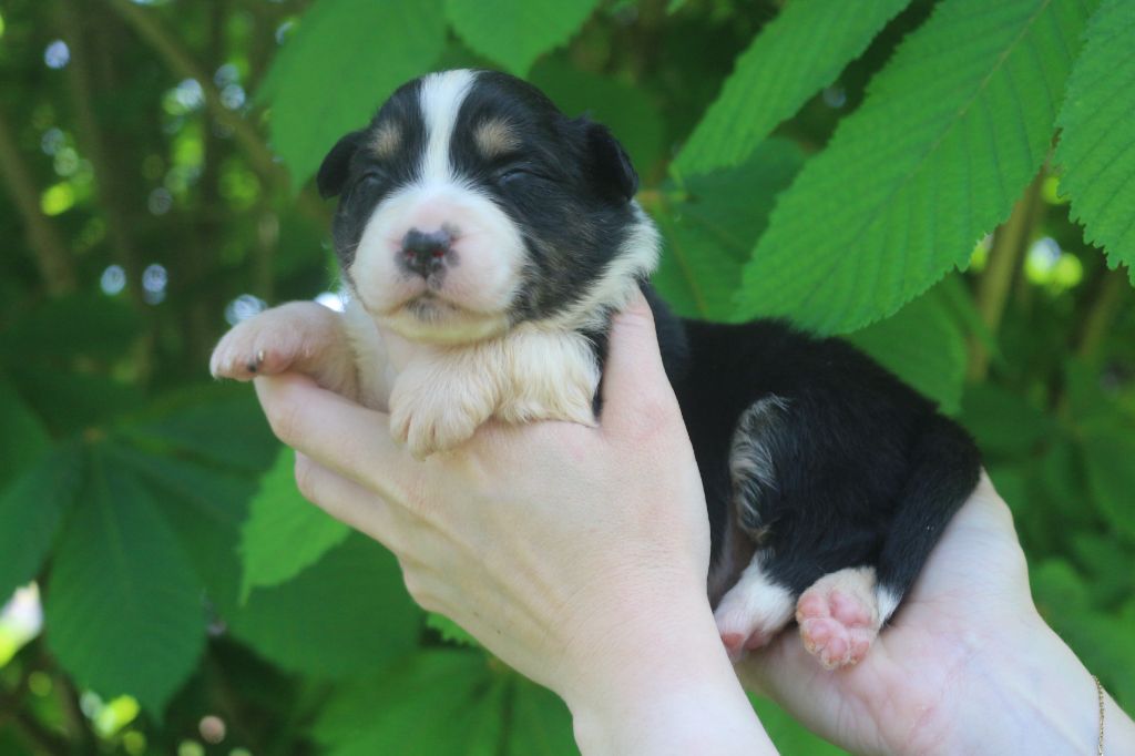 des Gardiens d'Hadès - Chiots disponibles - Berger Australien