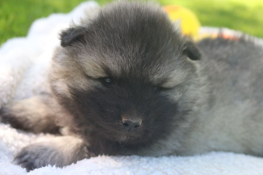 des Gardiens d'Hadès - Chiots disponibles - Spitz allemand