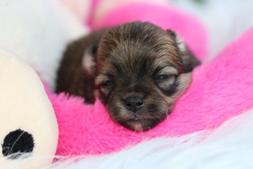 des Gardiens d'Hadès - Chiots disponibles - Spitz allemand