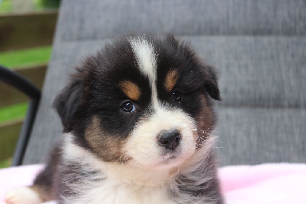 des Gardiens d'Hadès - Chiots disponibles - Berger Australien