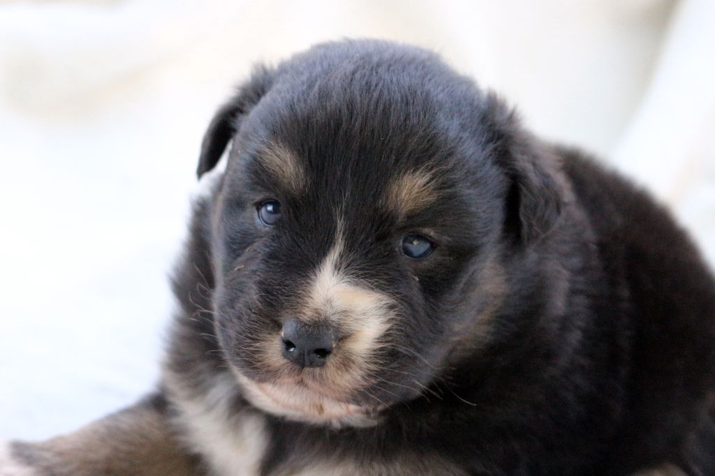 des Gardiens d'Hadès - Chiots disponibles - Berger Australien