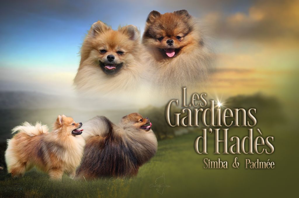 Chiot Spitz allemand des Gardiens d'Hadès