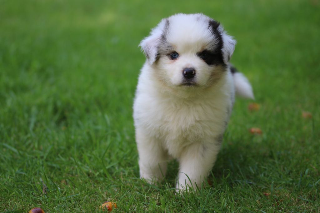 des Gardiens d'Hadès - Chiots disponibles - Berger Australien