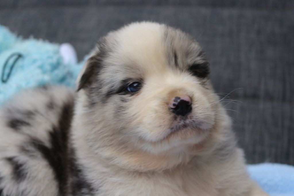 des Gardiens d'Hadès - Chiots disponibles - Berger Australien