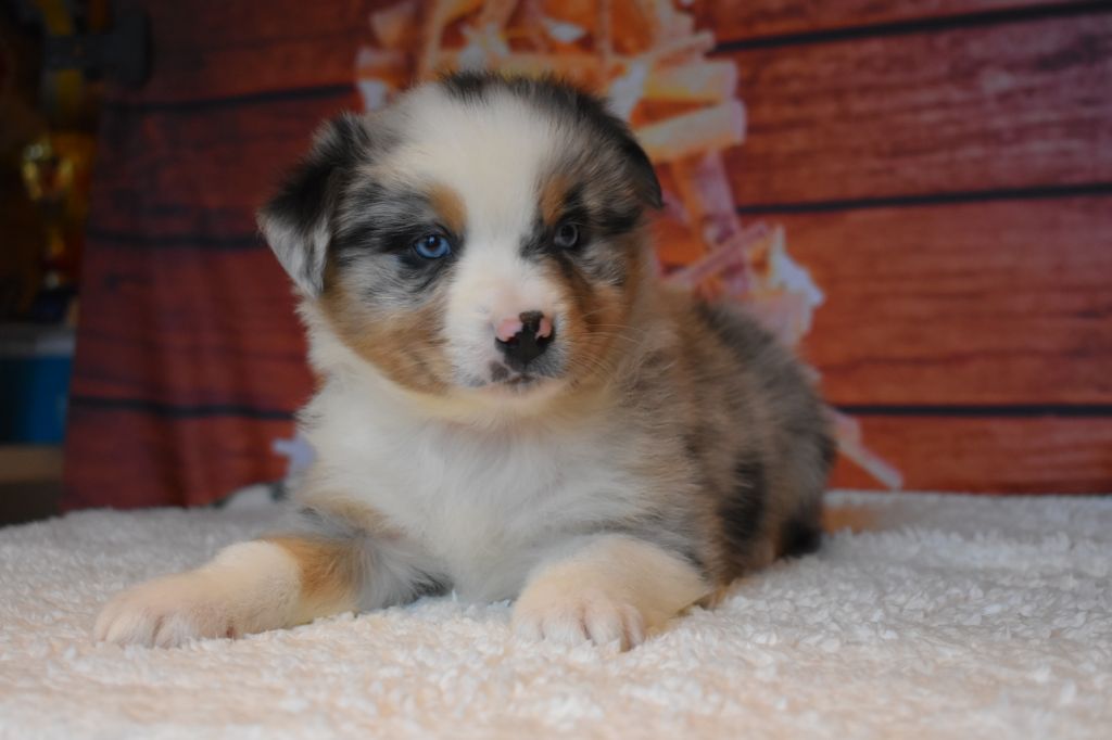 Chiot Berger Australien des Gardiens d'Hadès