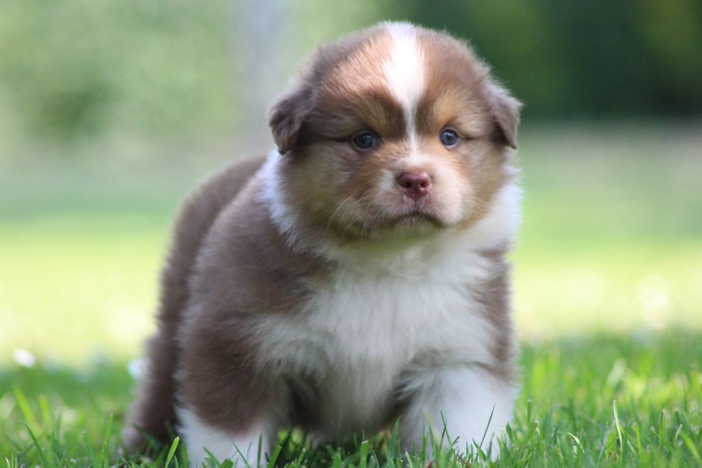 Chiot Berger Australien des Gardiens d'Hadès