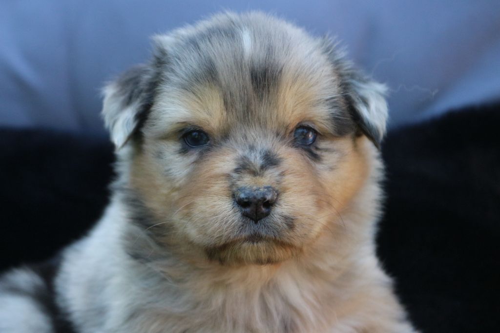 des Gardiens d'Hadès - Chiots disponibles - Berger Australien