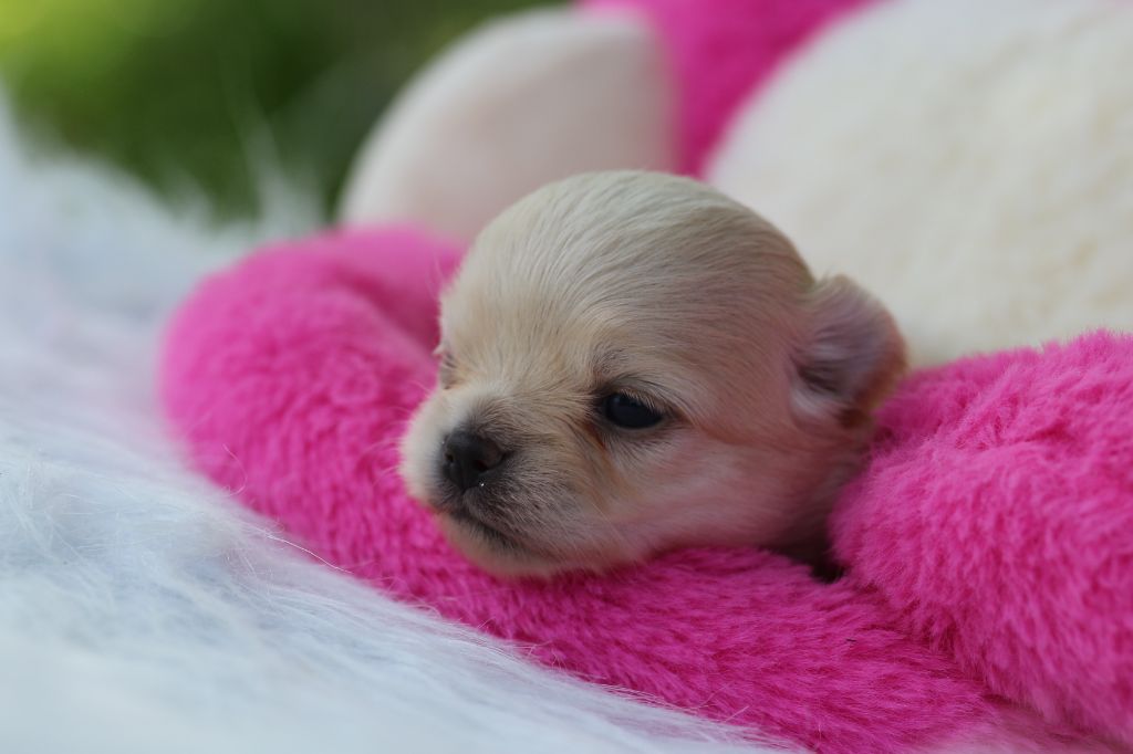 des Gardiens d'Hadès - Chiots disponibles - Spitz allemand