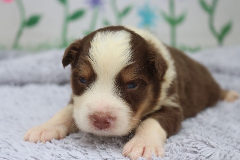 des Gardiens d'Hadès - Chiots disponibles - Berger Australien