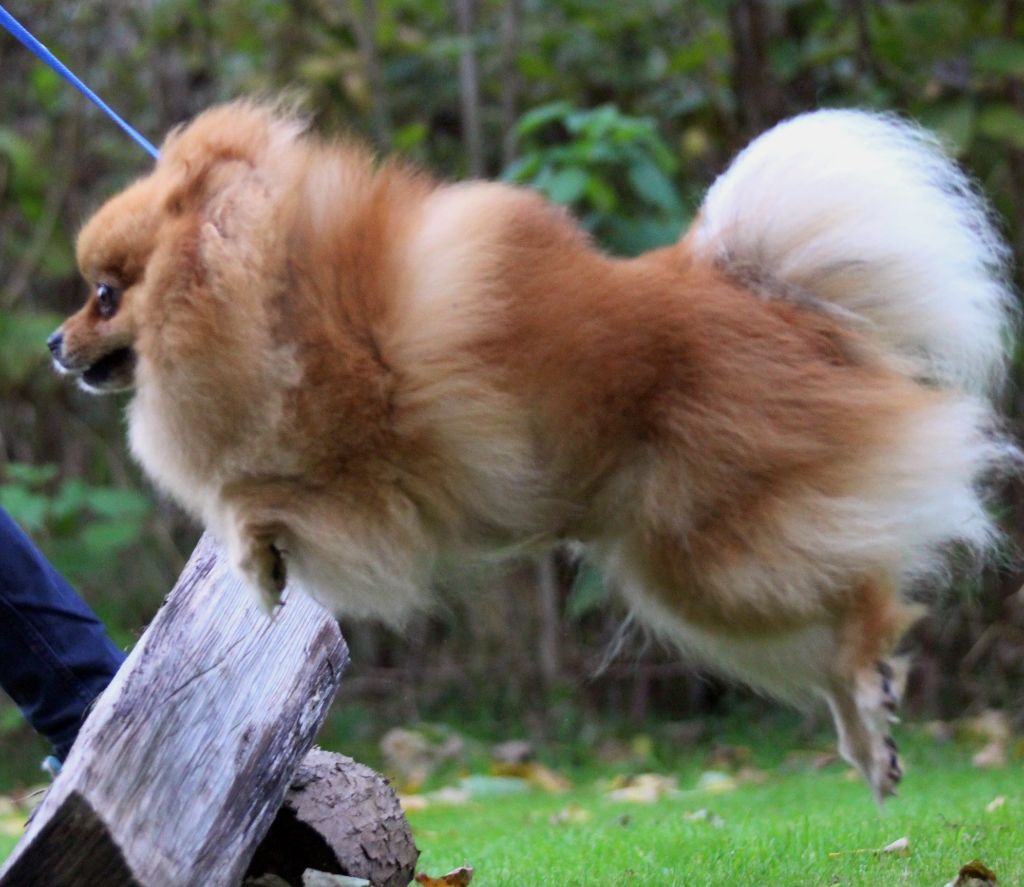 Accueil - Elevage des Gardiens d'Hadès - eleveur de chiens Spitz allemand